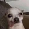 congchuacuamehang