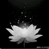 huynh23112