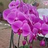 chhun.li6