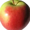 apple.ciderrvinegar