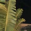 ziad73814