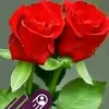 mdlalon.sha2