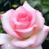 selwa.nayagam