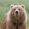 the_bear7809