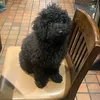 kenny_the_poodle