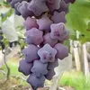 ciuranerodrigues