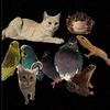 agro.cat_offical