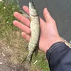 jacek.rembisz3