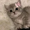 melystar2