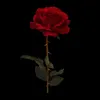 malak.haider65