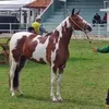 Haras Agroroça