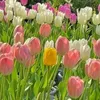 hoa.tulip378