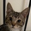 ilovemy27kitties