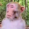 normalno598