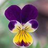 violetwalls228