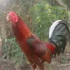 herlan9an