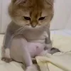ChonkPaww
