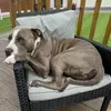 rondog724