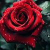 user8200016365256