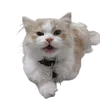 yooooooooooobrooooooo