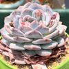 LushSuccs