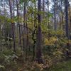 algis3653