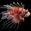 seaviewworld.aquatics