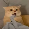 ebehay.cuoi