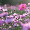 yaqueline_123
