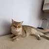 ssstiiiiiiiii