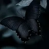 b20_o_1r