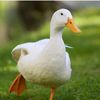 bebek_pintar99