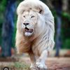 lion.blan7