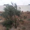 el.mansour48