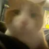 bingbang_vr