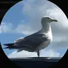 nickolas_pane