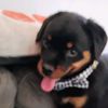 owner.of.a.puppy