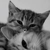 ilovecats_513