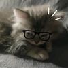 tonyhawkcat