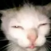 gato_becu