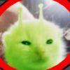 gnarpykitten