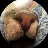 nasral_v_chainik7
