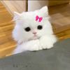 naynay_871