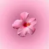 ayesha_shas