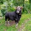 muhammadhakim3399