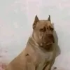kairo_746