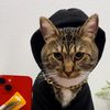 salem.meowster