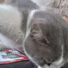 mochi_fc_mobile