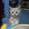 anak.kucing6087