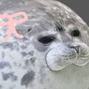 harp.seal.lover123